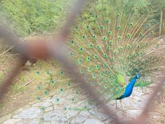 -金孔雀温泉旅游度假村