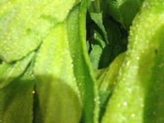 -一叶一世界•素食餐厅(环球中心店)