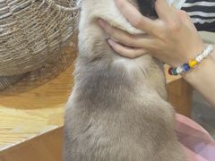 -藏猫猫咖啡主题馆(中央大道店)