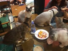 -猫色咖啡·猫咖