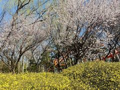 -朝阳公园游乐园