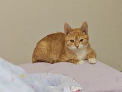 -爱佳宠物中心医院24H·CT·骨外科·猫专科(瑶海万达店)