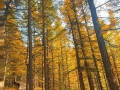-苏木山森林公园