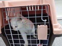 -心仪动物医院·牙专科·肿瘤·心脏科(西客站院)