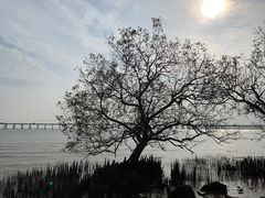 -宝安西湾红树林湿地公园