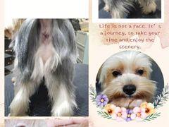 -Oh My Dog宠物沙龙(伊珊娜皮毛护理店)