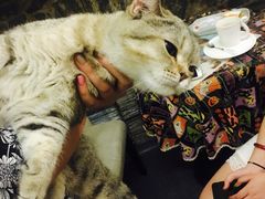 -猫色咖啡·猫咖