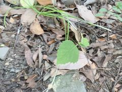 -上海佘山国家森林公园天马山园