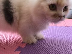 -MOYOYO猫咪咖啡店
