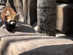 -深圳野生动物园