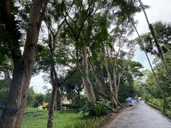 -中国科学院西双版纳热带植物园