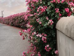 -上海滨江森林公园