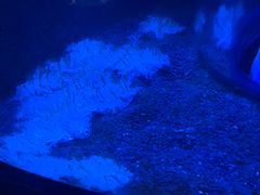 -悉尼海洋生物水族馆