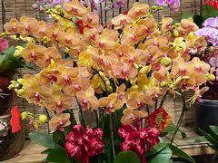 -双季花艺园艺市场(浦东店)