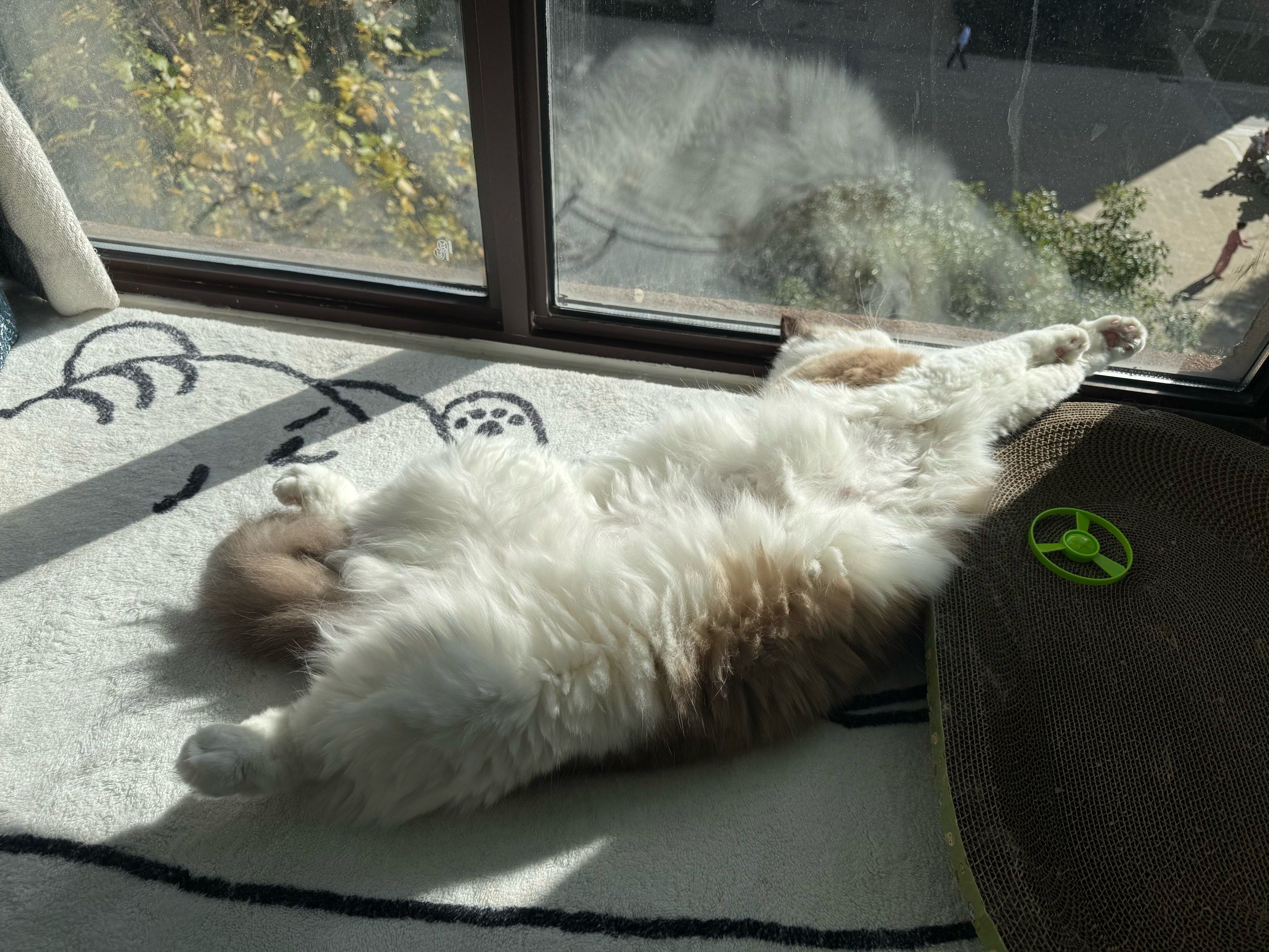 懒洋洋的猫咪午后