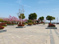 -合肥滨湖国家森林公园