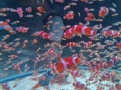 -海合安成都极地海洋公园