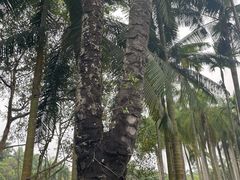 -中国科学院西双版纳热带植物园