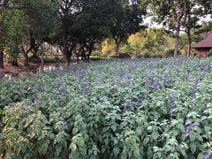 -广东花都香草世界旅游度假区