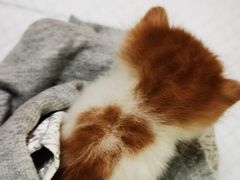 -严国平动物医院(德政总院)