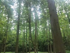 -东平国家森林公园
