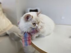 -怪兽屋·羊驼·猫咖·狗咖(俊华广场店)