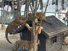 -横道河子东北虎林园