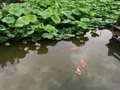 -鹅湖玫瑰文化园