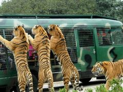 -北京野生动物园