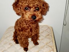 -瑞派动物医院·绝育·犬猫全科·预防医学(光景江南中店)