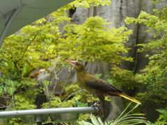 -新加坡飞禽公园