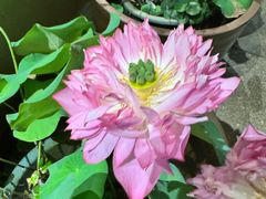 -百年老字号·观振兴蟹黄面·三虾面·苏式面(观前街富仁坊巷店)