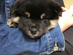 -逗柴咖啡屋·狗咖猫咖宠物桌游