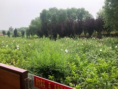 -西青郊野公园