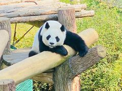 -沈阳森林动物园