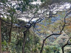 -黄埔油麻山森林公园