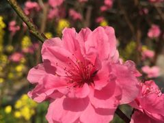 -南汇桃花村