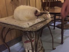 -猫色咖啡·猫咖