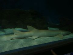 -上海海洋水族馆-停车场