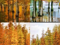 -白鹭湾湿地公园