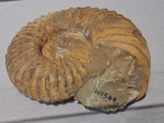 -浙江自然博物院(杭州馆)