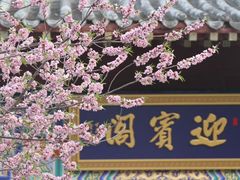 -桃花堤公园