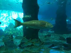 -北戴河圣蓝海洋公园