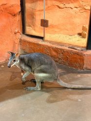 -Zoolung Zoolung动物主题公园(海信广场店)