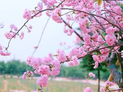 -天适樱花悠乐园