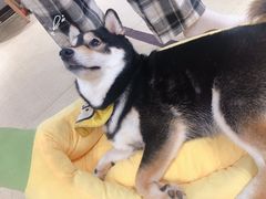 -逗柴咖啡屋·狗咖猫咖宠物桌游