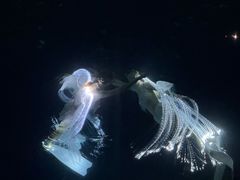 -合肥海洋世界