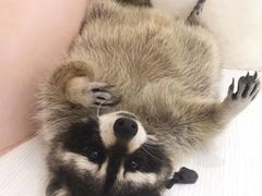 -浣熊柯尔鸭土拨鼠·电玩咖