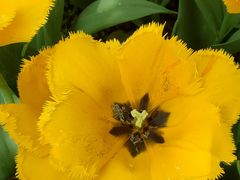 -洛阳郁金香牡丹园