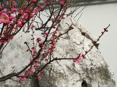 -无锡梅园公园